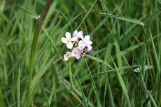 Wiesenschaumkraut-L 058.jpg